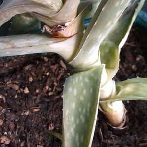 Meet your Posher, Dee